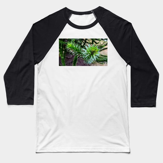 Monkey Puzzle Tree Baseball T-Shirt by Rebekah Slick